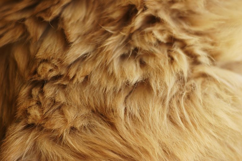 animal hair texture