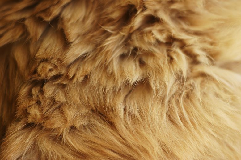 animal fur texture