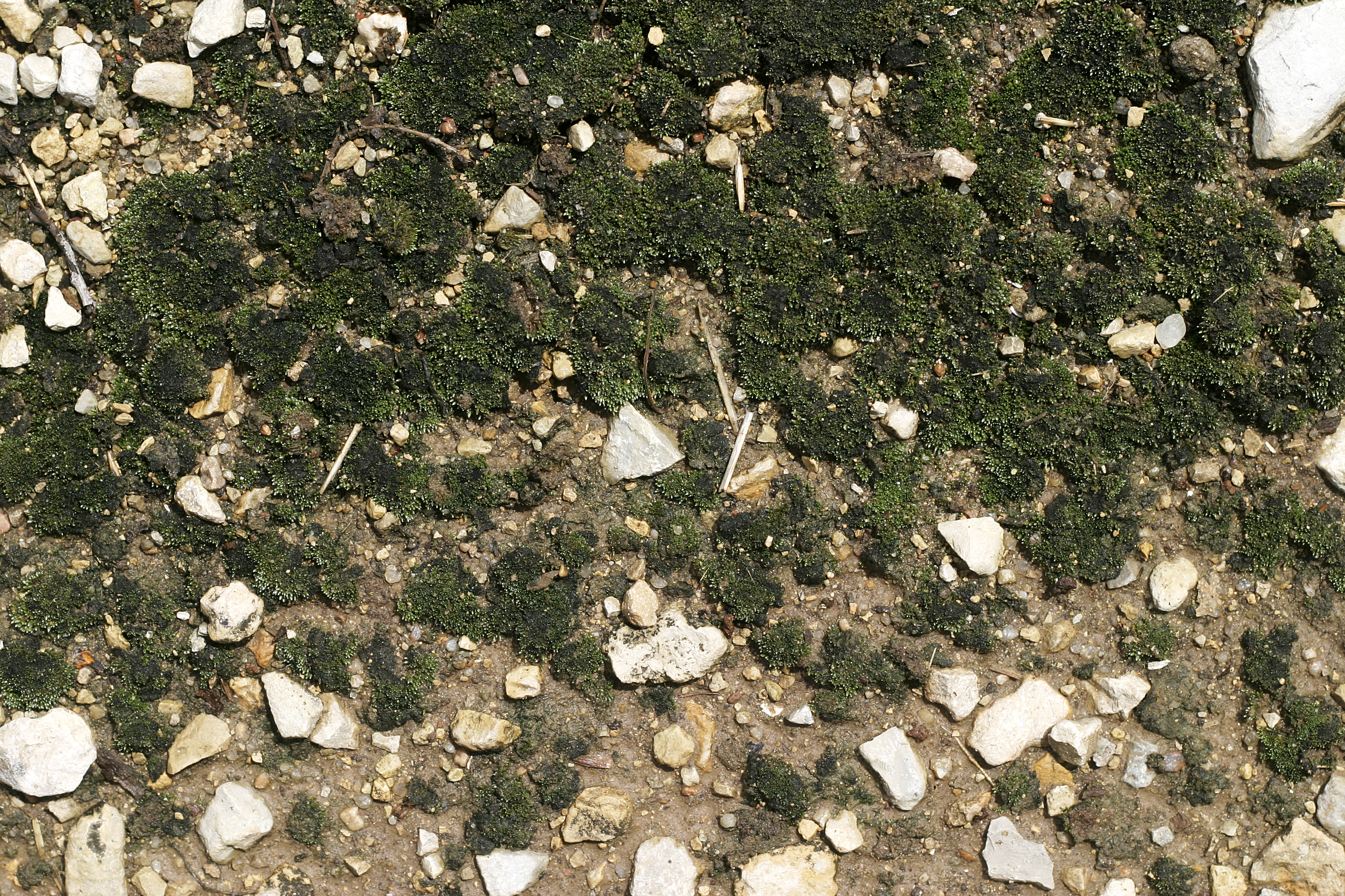 green rock texture