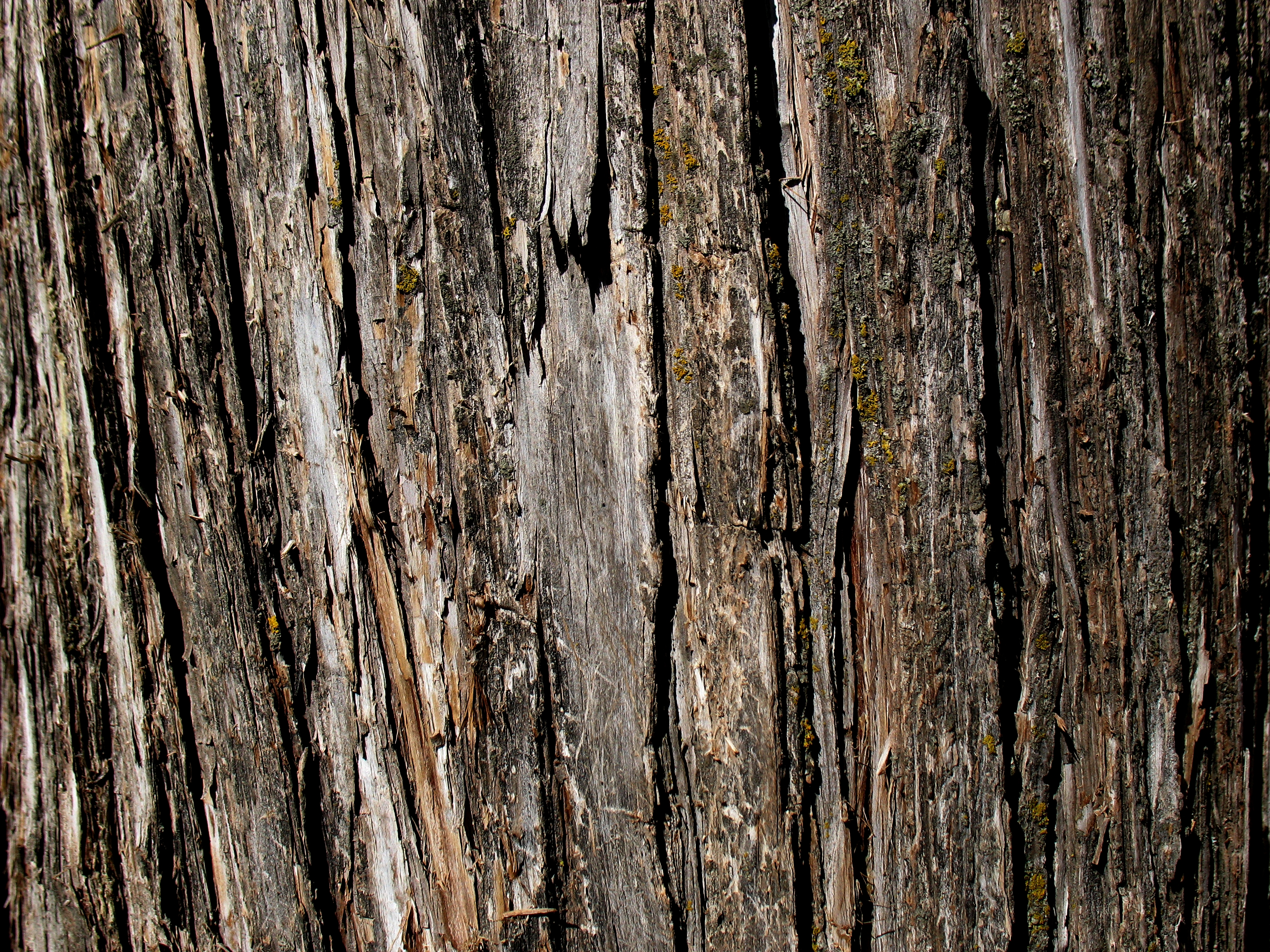 tree bark texture