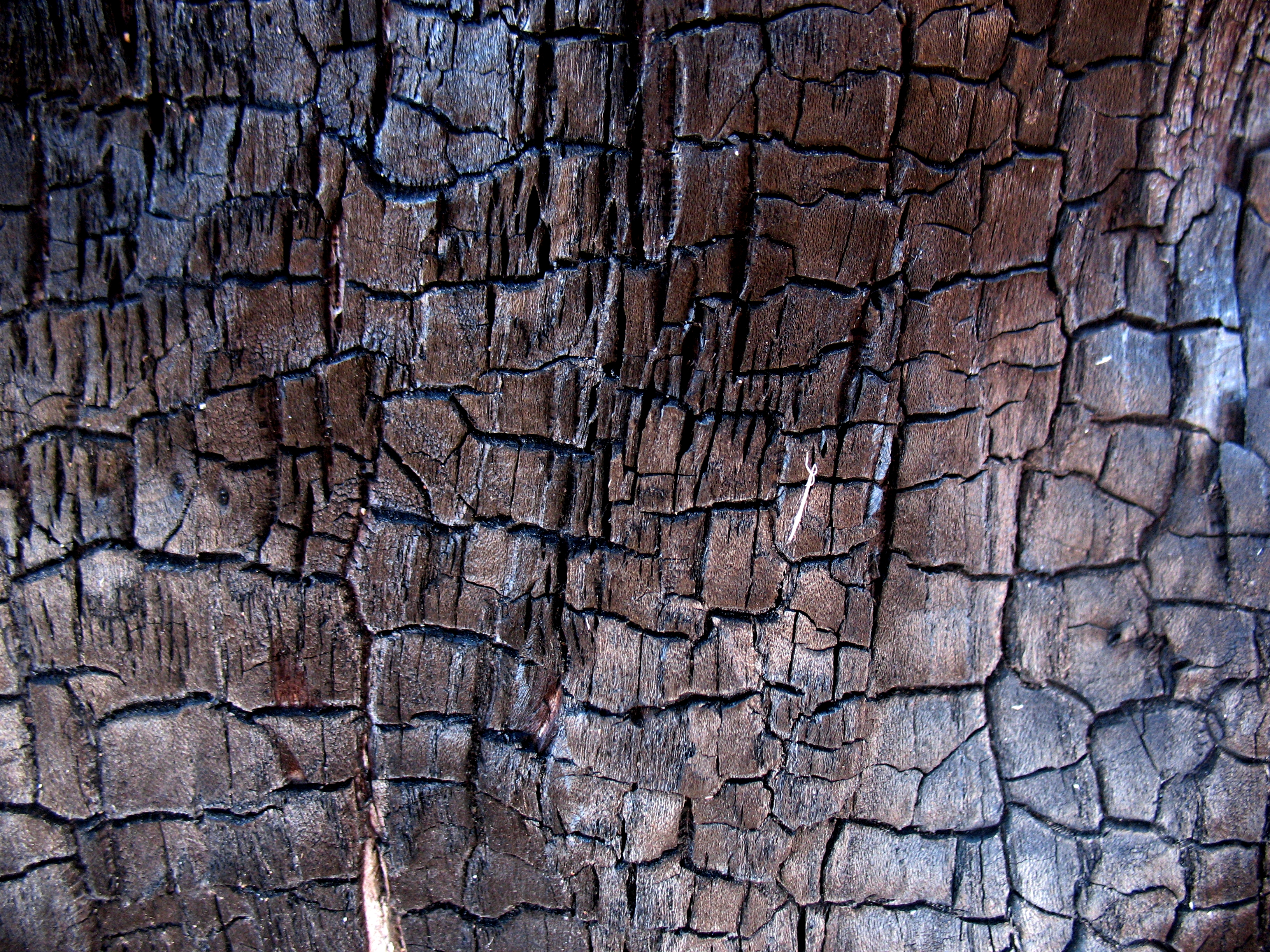 Free Tree Bark Nature Texture Texture - L+T