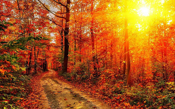 14 Colorful Autumn Wallpapers