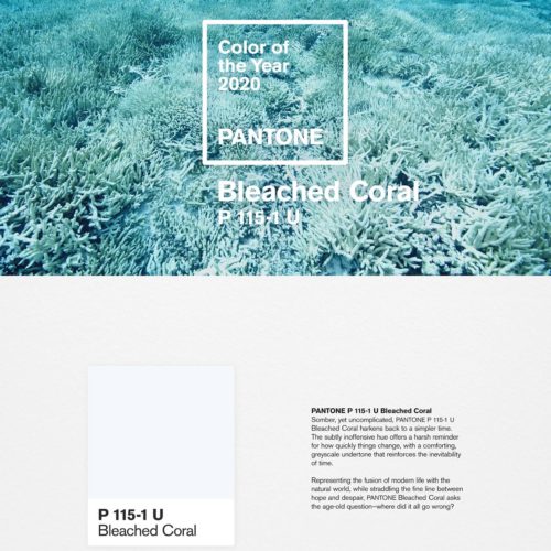 86fd273b-bleached-coral-500x500.jpg