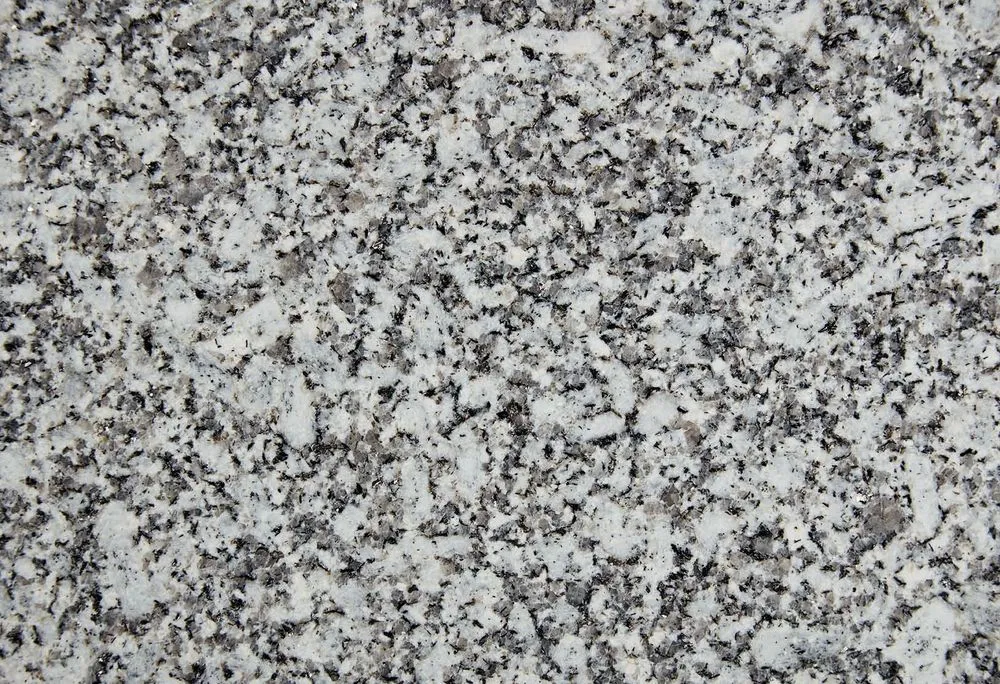 Gris Tragal.jpg