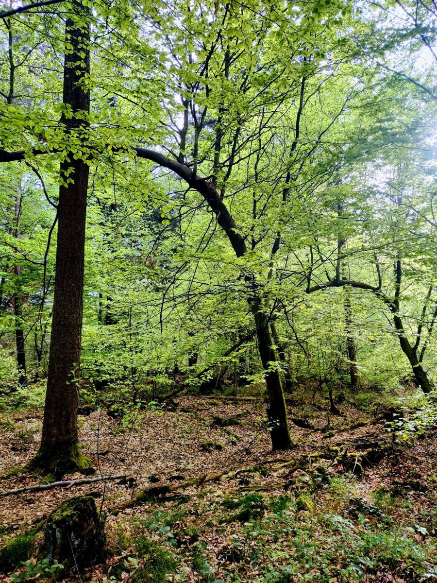 title picture for WALDBALANCE - der Frühling lockt uns in die Natur