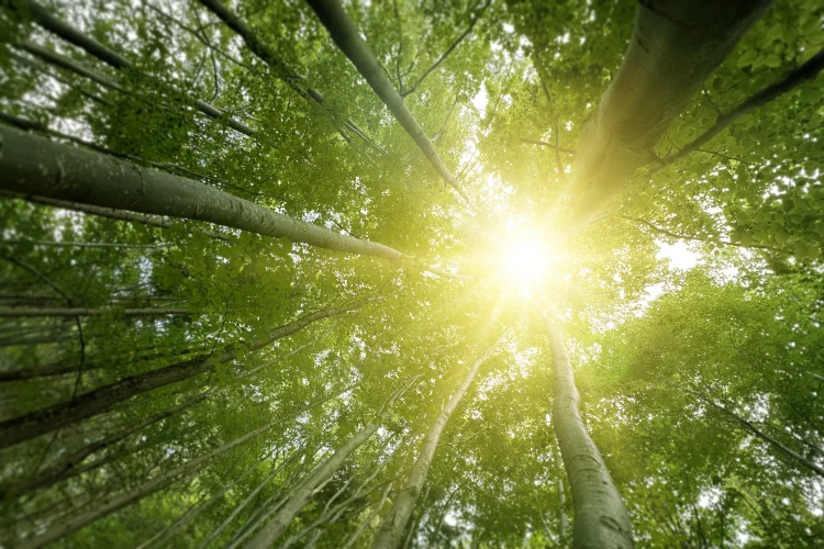 beautiful old growth green forest with sun through leaves and branches