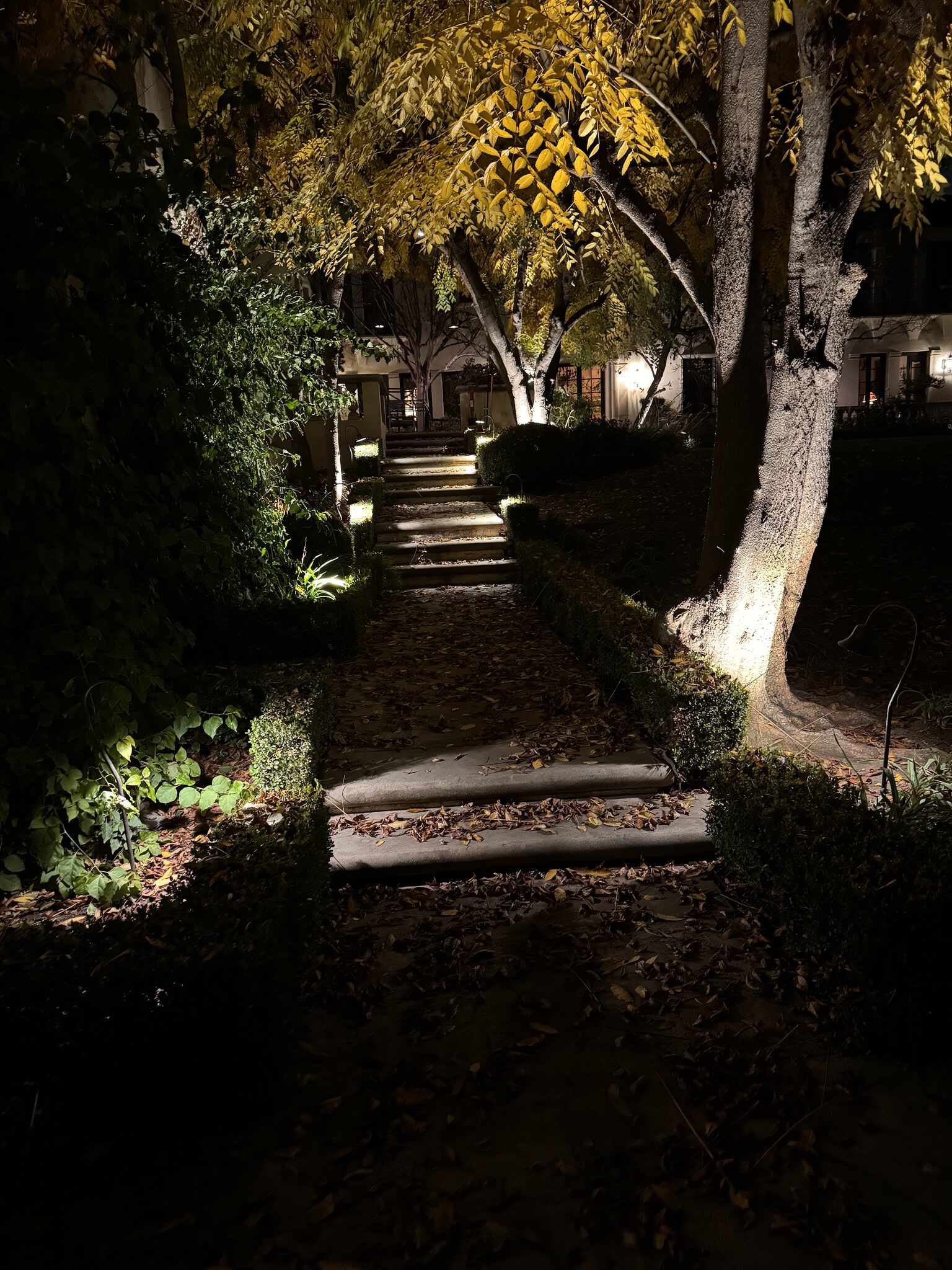 Outdoor landscape lighting with tree uplighting at night
