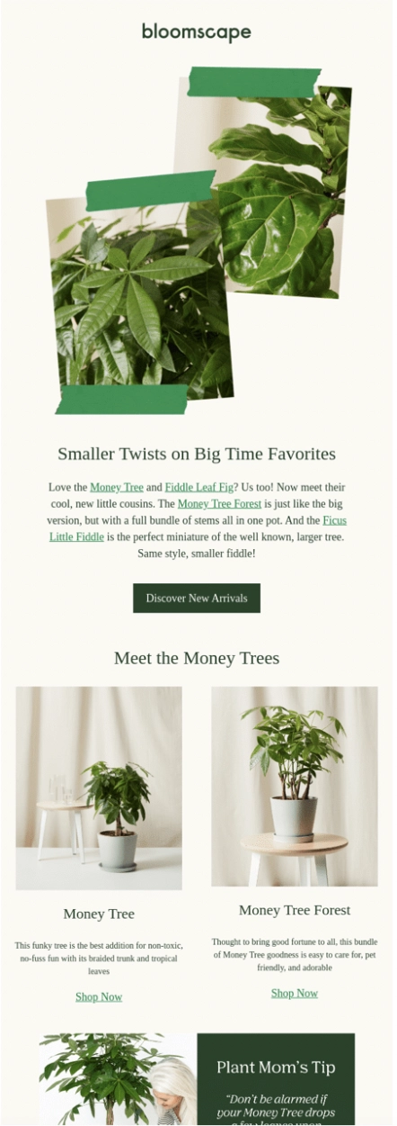 This image is a screenshot of Bloomscape email newsletter
