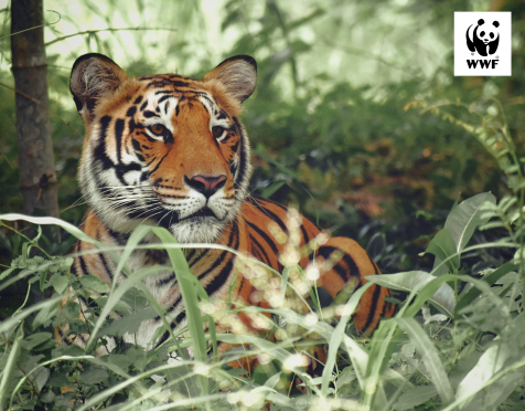 Redesigning a digital home for wild India