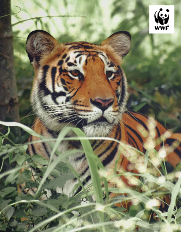 Redesigning a digital home for wild India