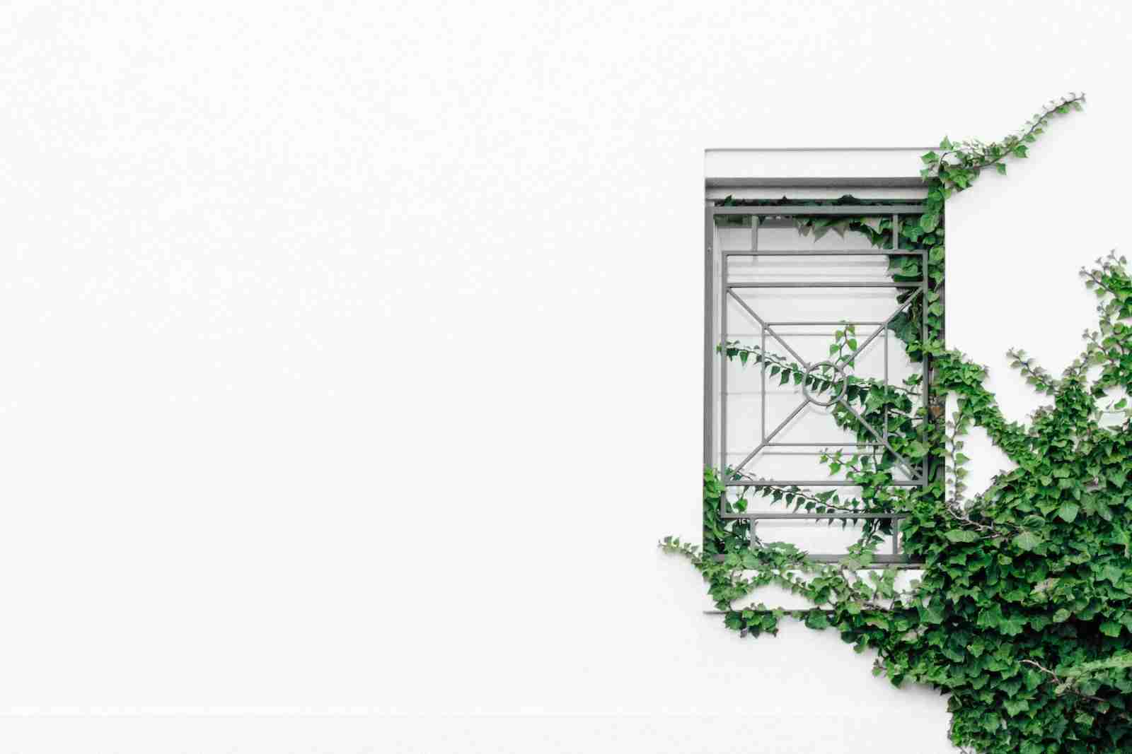 closed window near tree