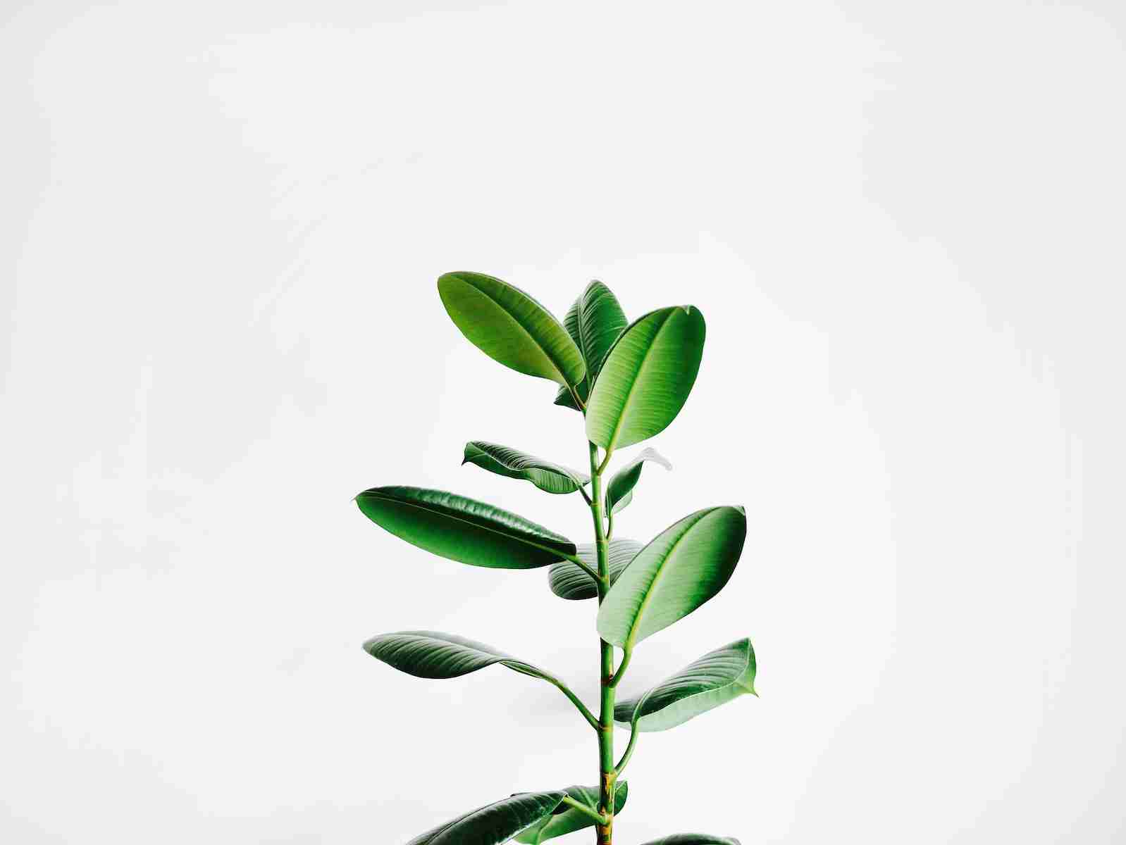 green leaf plant