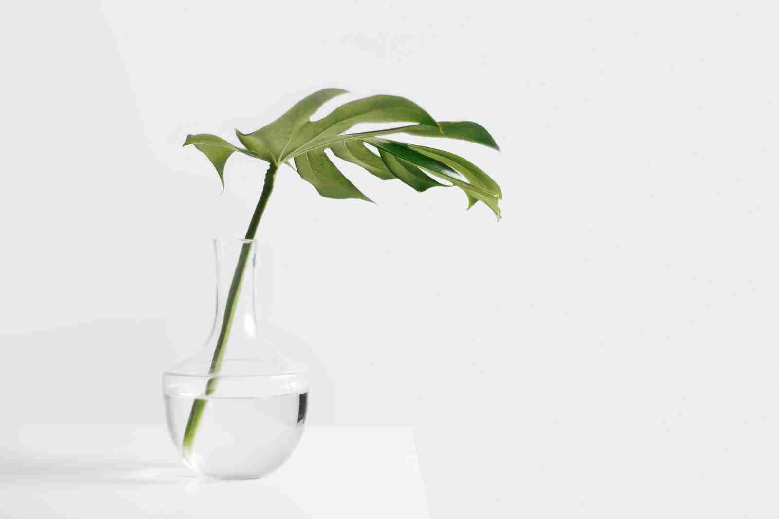 Cheese plant leaf in clear glass vase