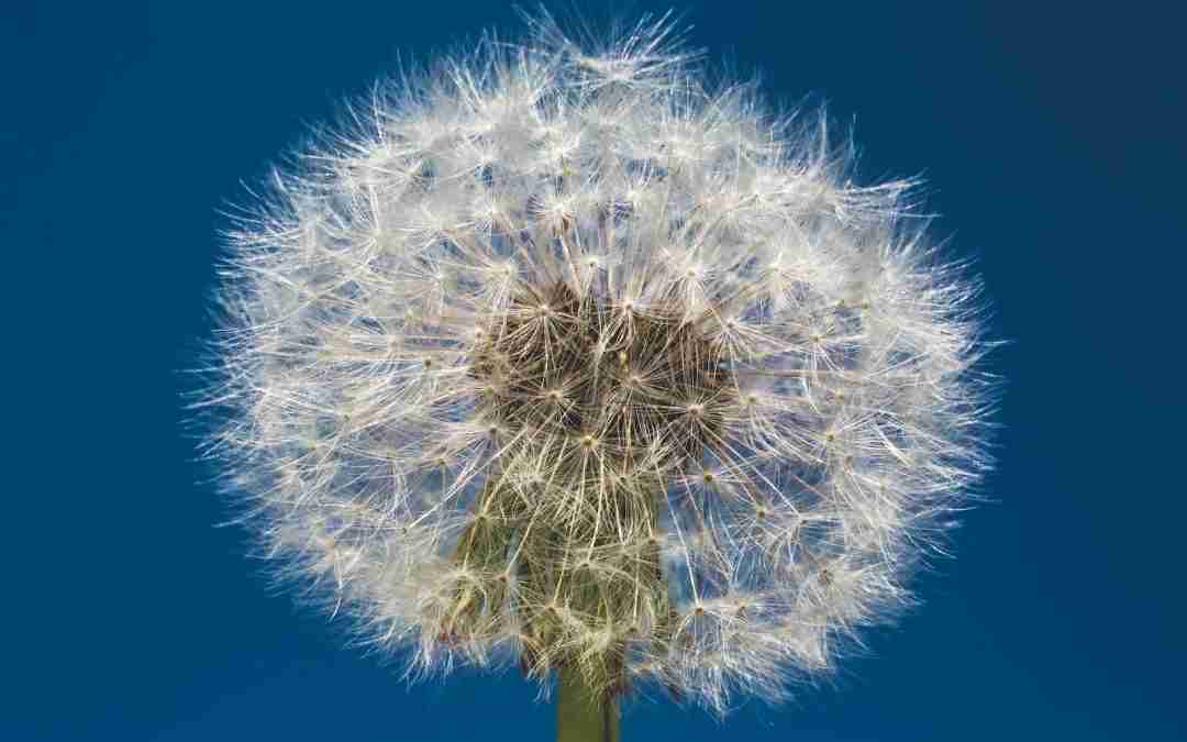 white dandelion flower during daytime