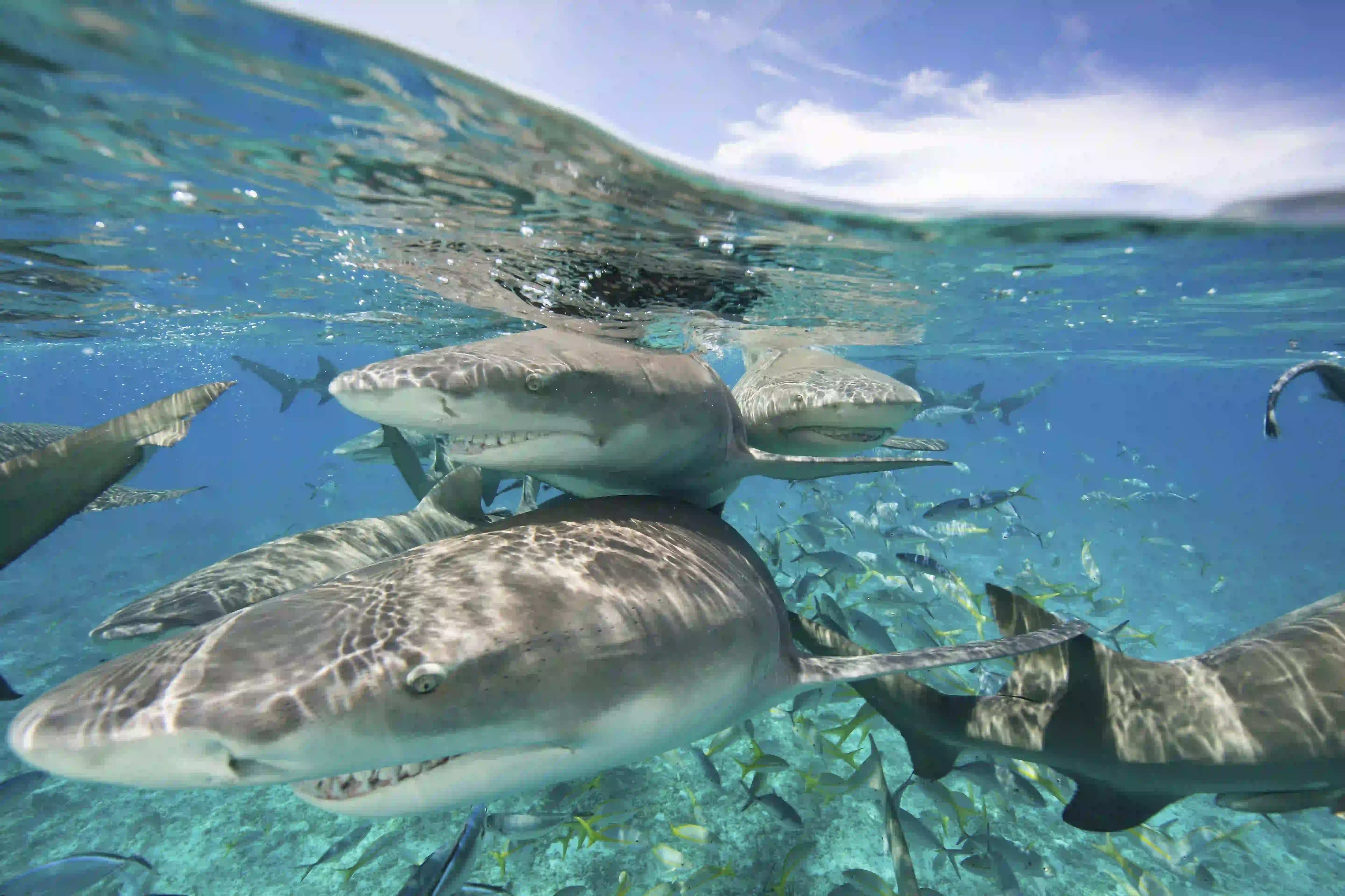 Shark Watching and Shark Tours