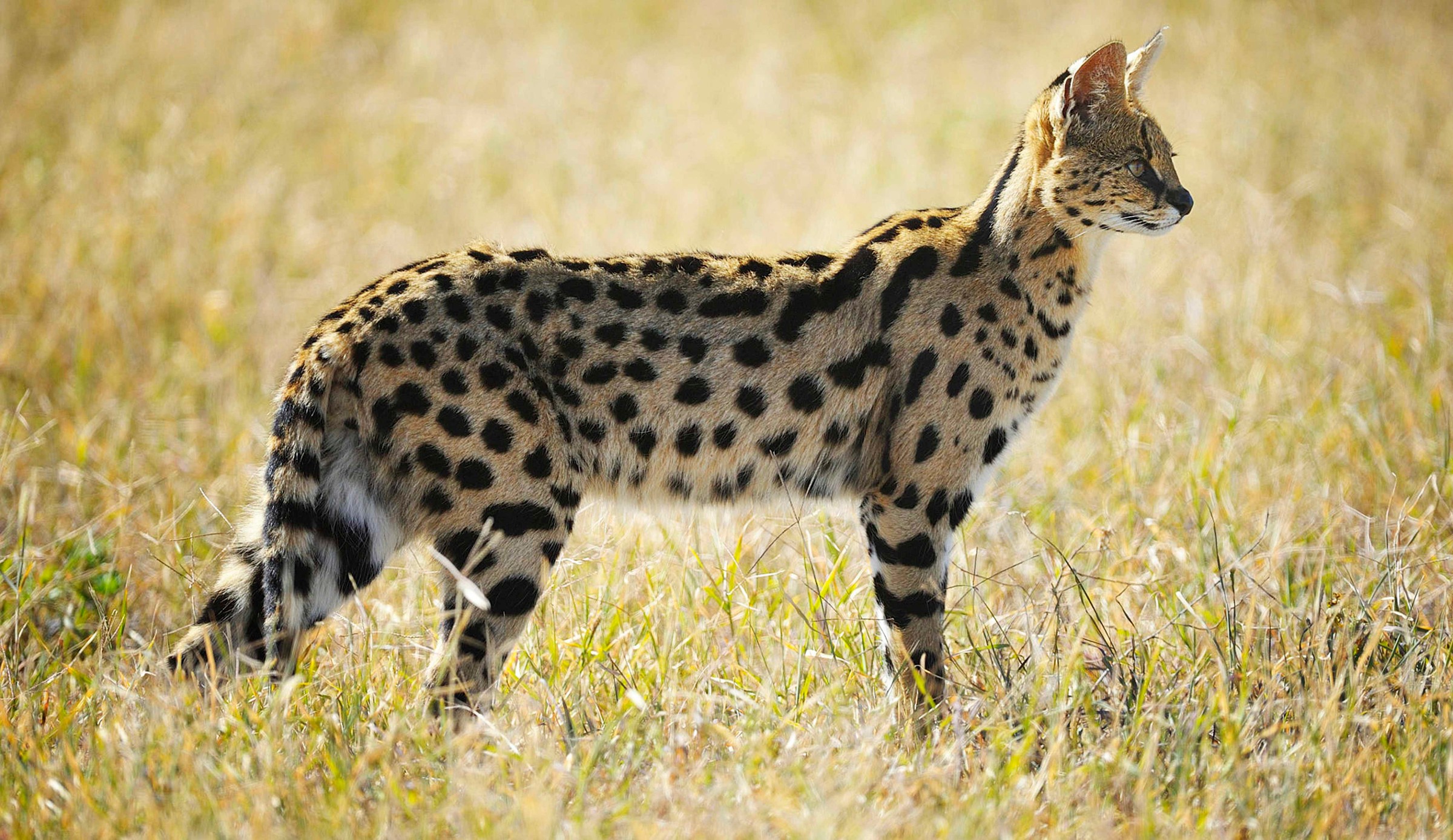 Serval