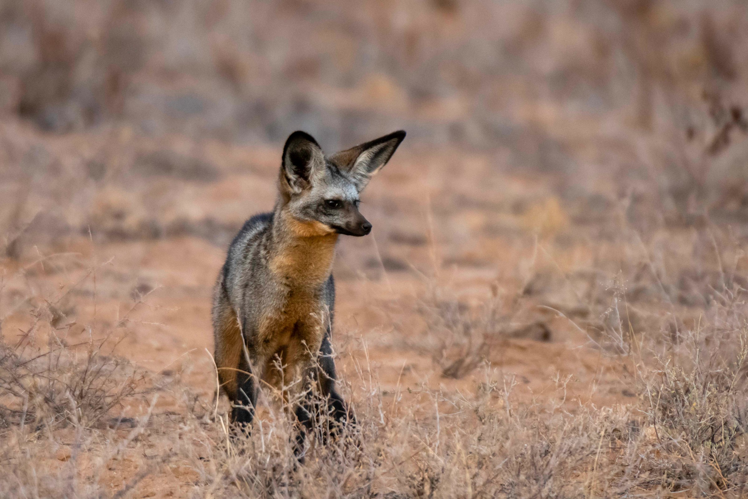 Bat Eared Fox