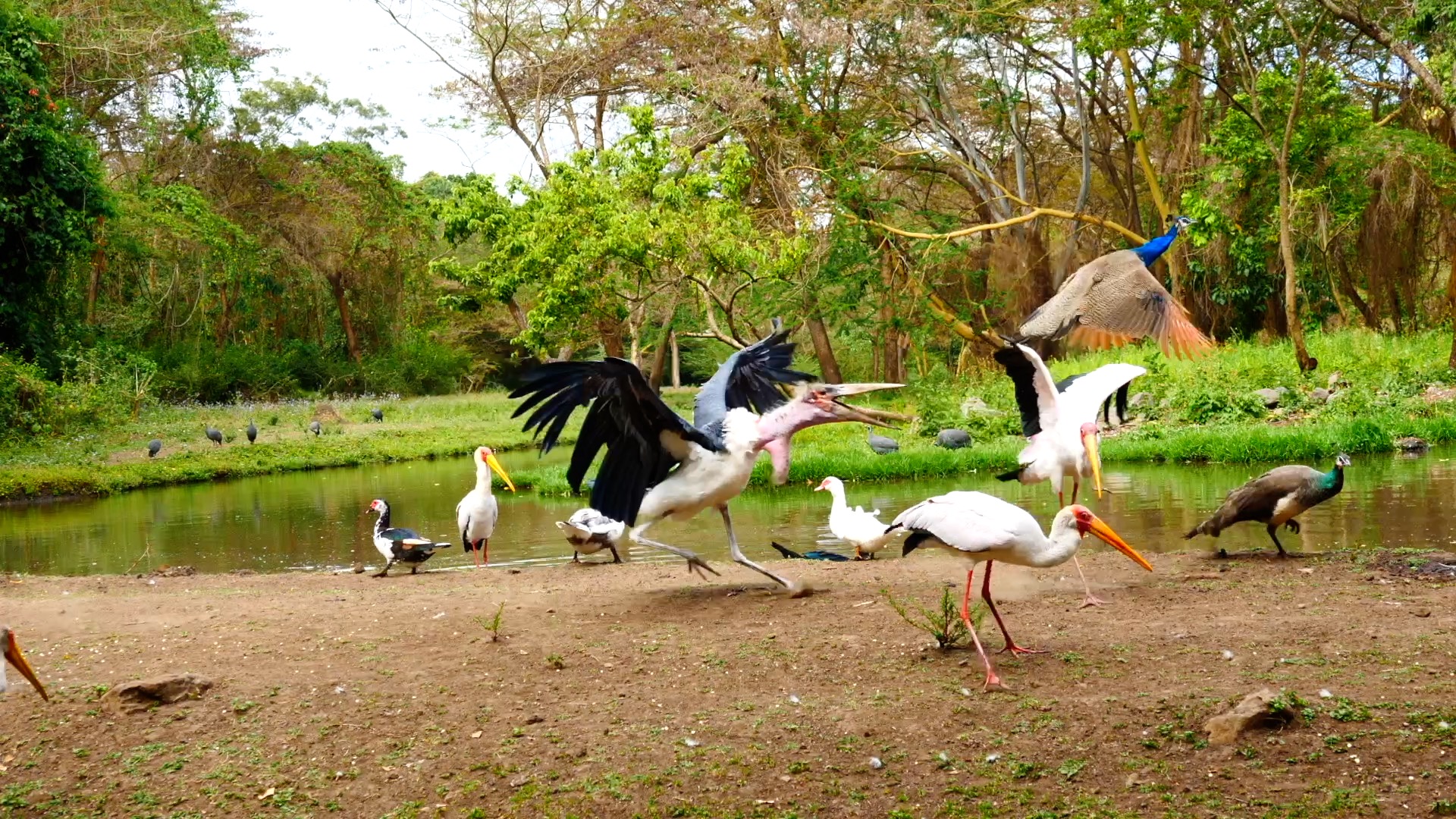 Tanzania, Mount Meru wild animals
