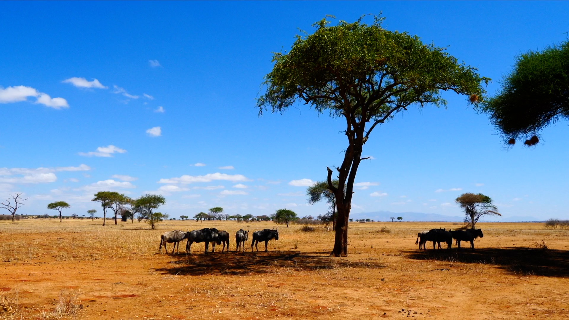 Tanzania, Tarangire National Park