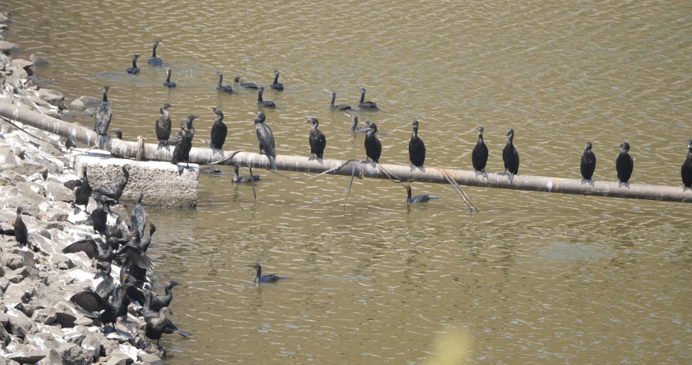 India, Maharashtra, Elephanta Island (Gharapuri) - Cormorants