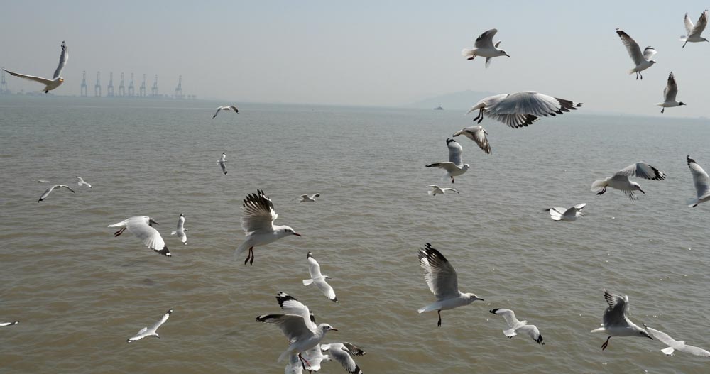 India, Maharashtra, Elephanta Island (Gharapuri) - Seagulls