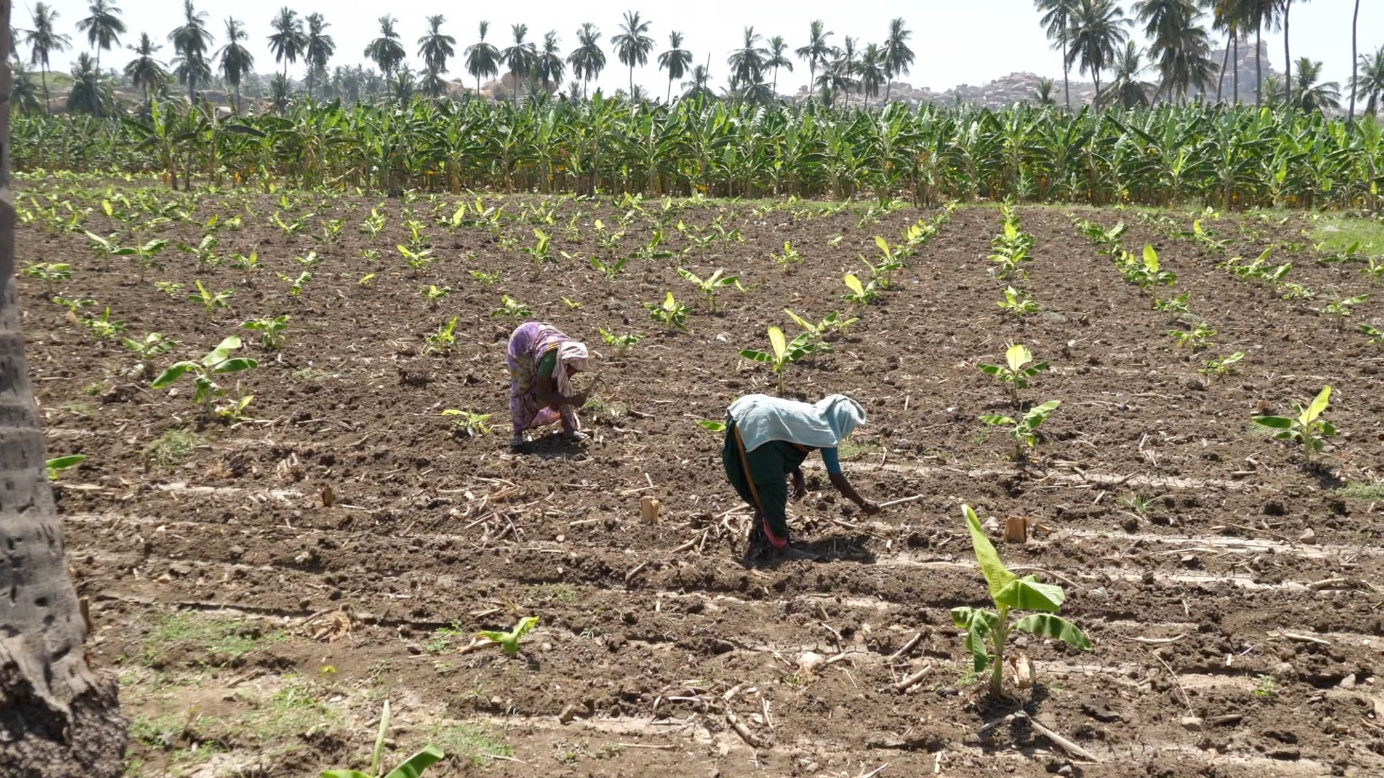 India, Karnataka, Hampi, Traditional - Agriculture