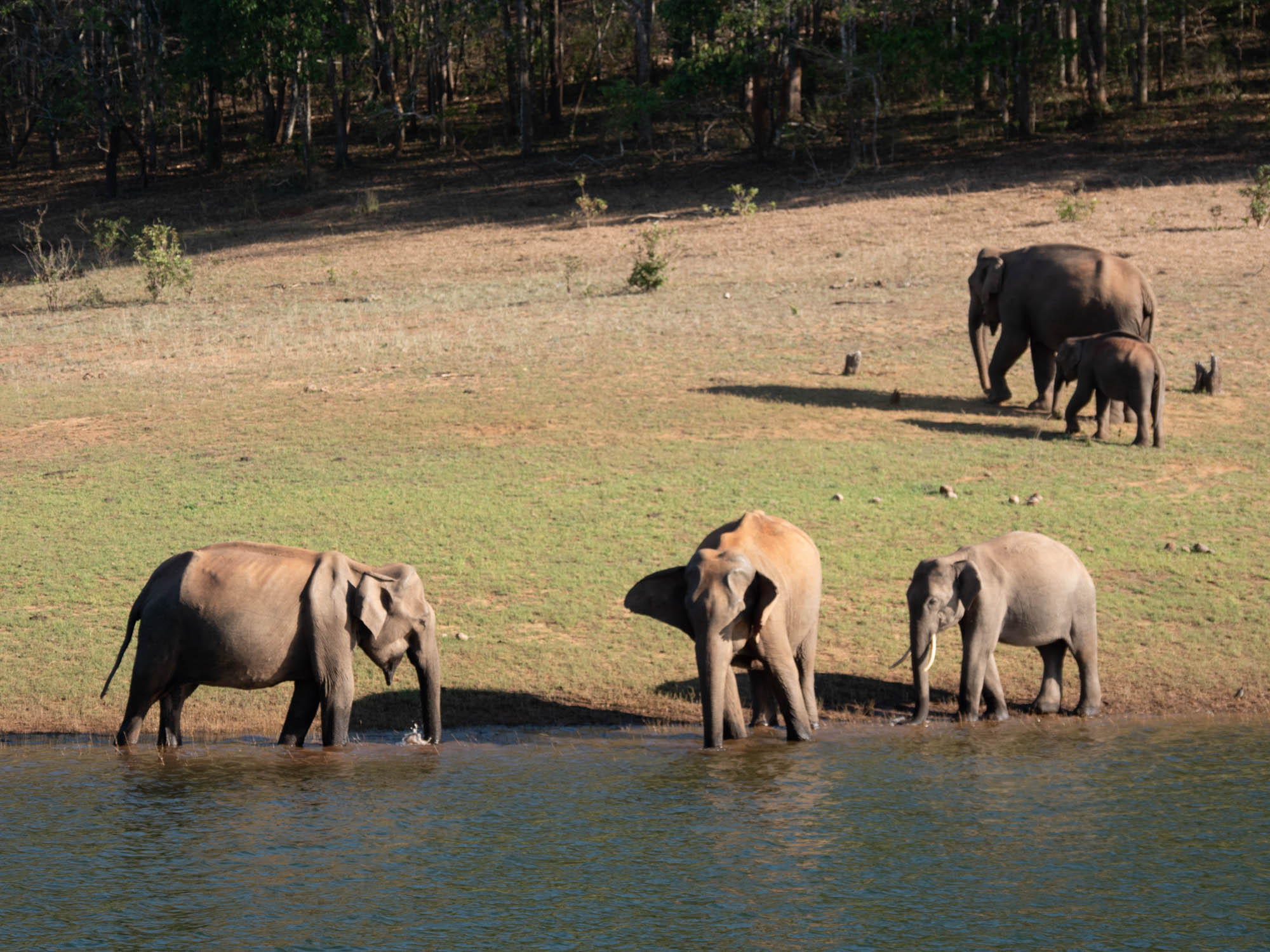 India, Kerala - Periyar Tiger Reserve