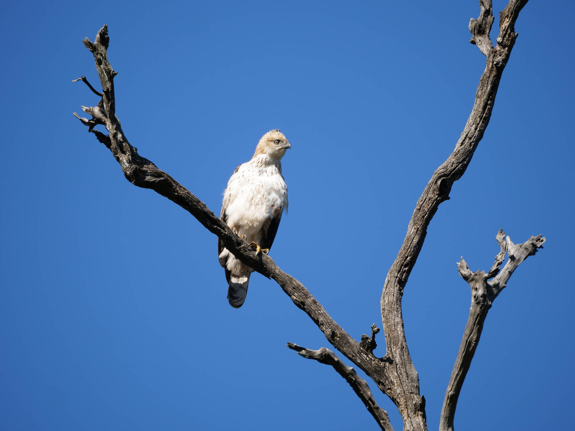 India, Uttarakand - Rajaji National Park