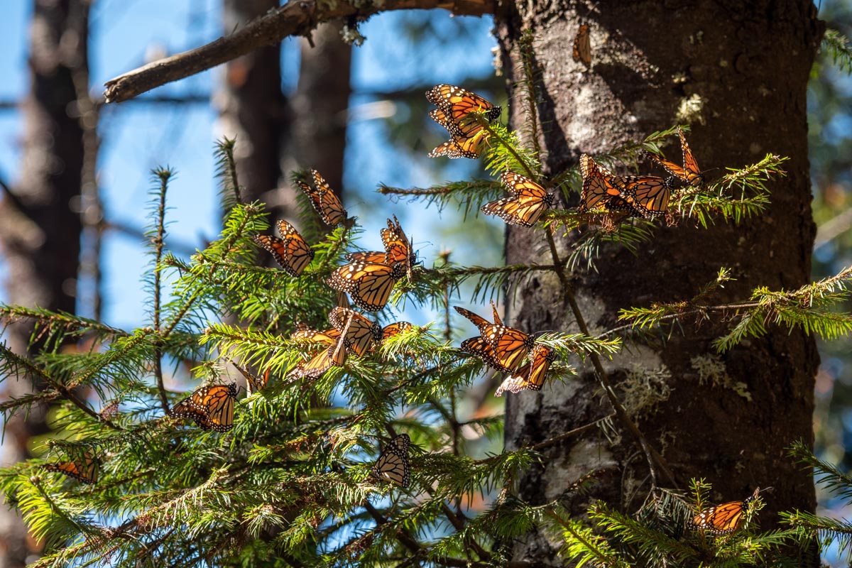 Mexico, Monarch butterflies Biosphere Reserve