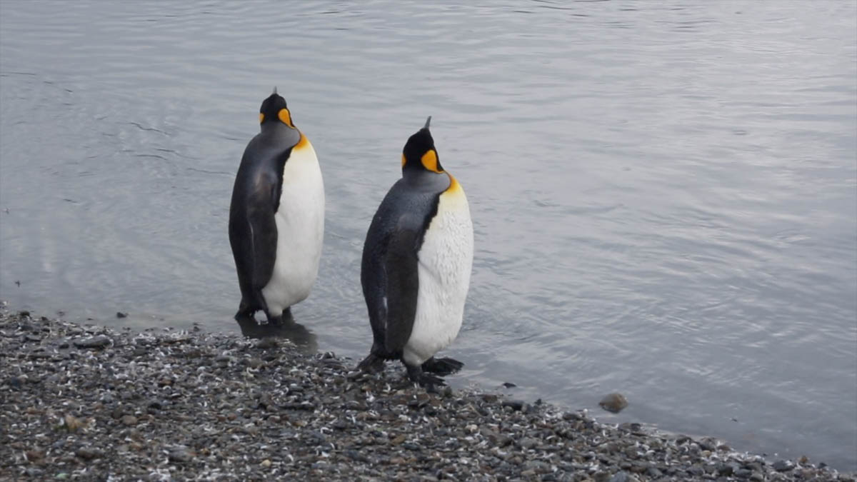 Antarctica, Antarctic peninsula, Deception and Livingstone Islands