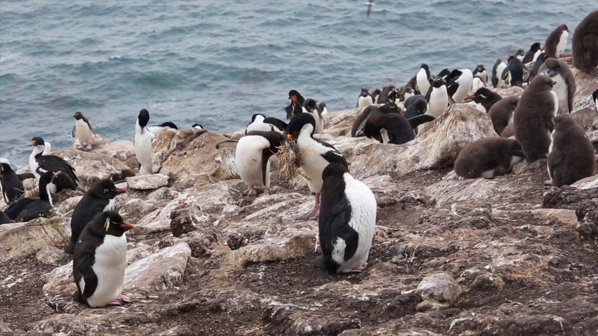 Antarctica, South Shetland Islands-Barrientos Island
