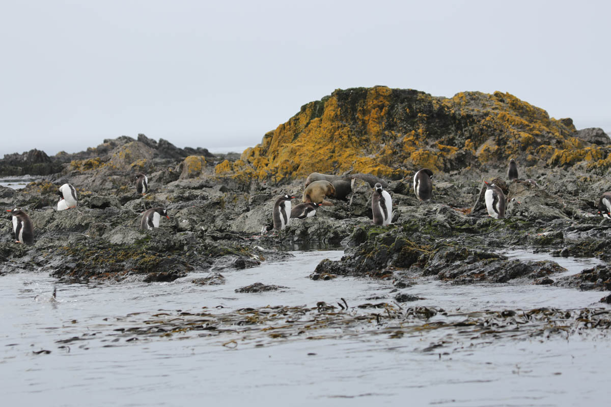 Falkland Islands