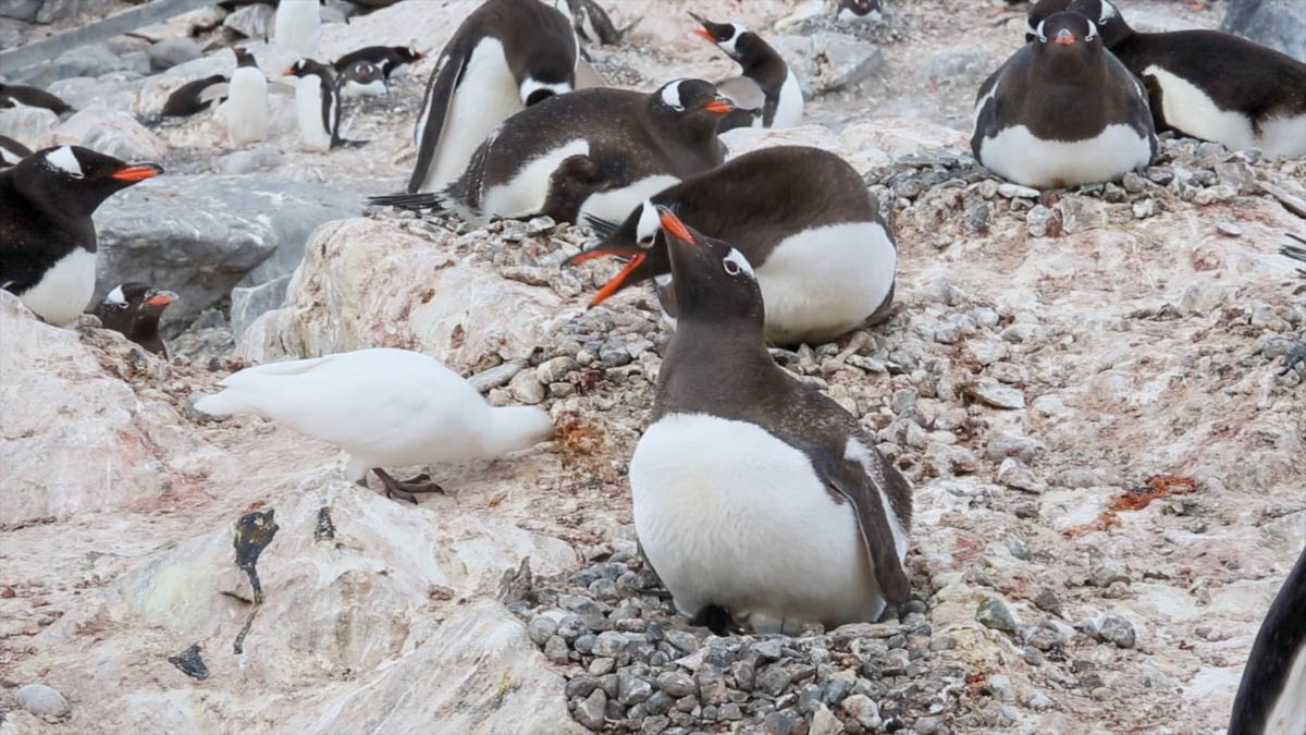 Falkland Islands, Saunders Island