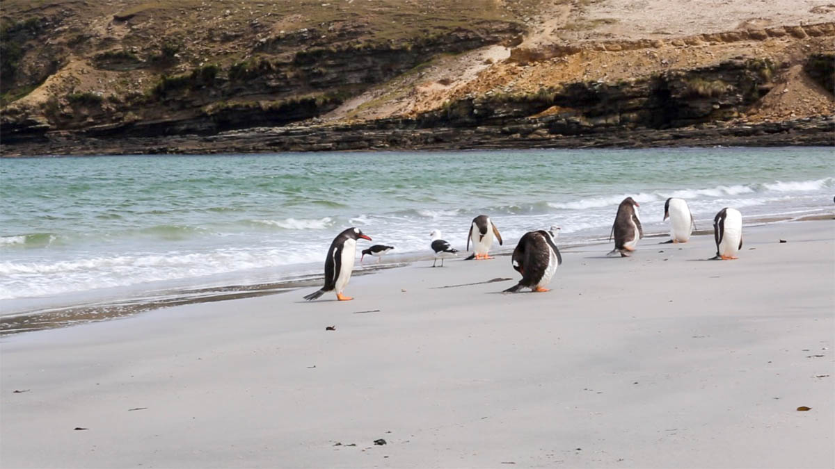 Falkland Islands, West Falkland, Caras Island