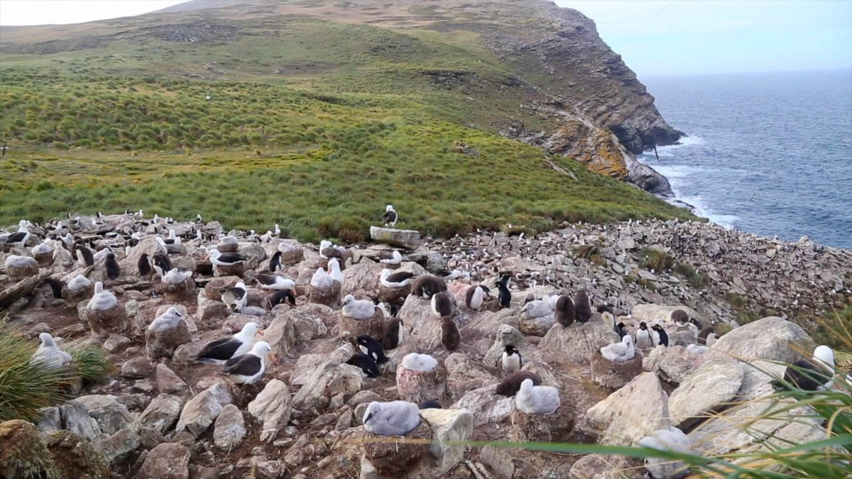 Falkland Islands, West Falkland, West Point Island