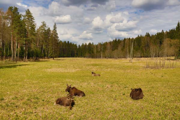 Nature of Latvia