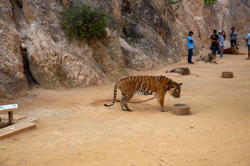 Thailand, Kenchanabury, Tiger Temple (Wat Pha Luang Ta Bua Yanasampanno)