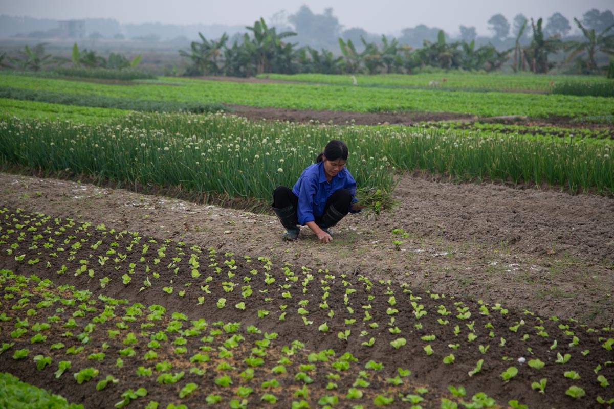 Vietnam, traditional work - agriculture