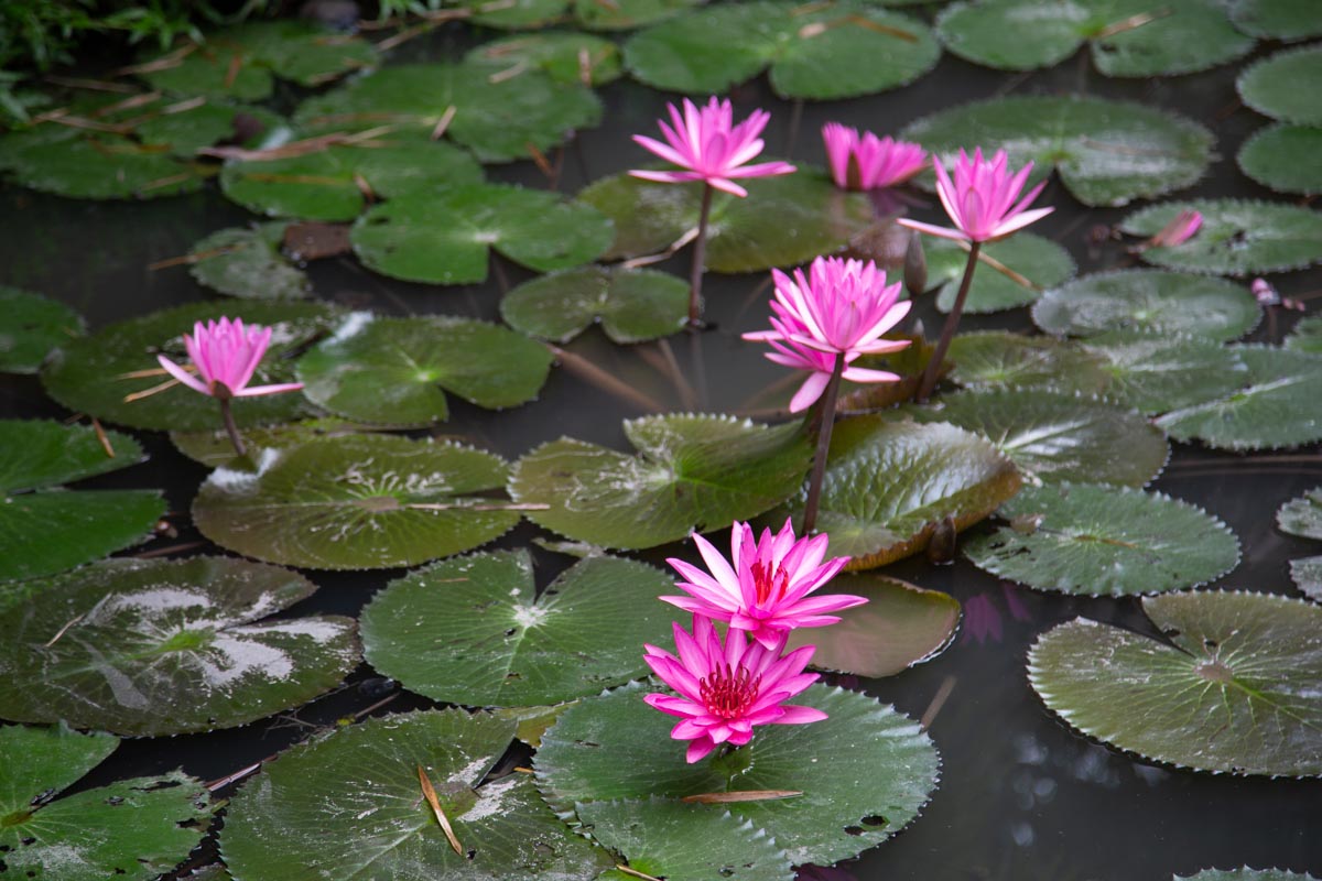 Vietnam, traditional work - gardens