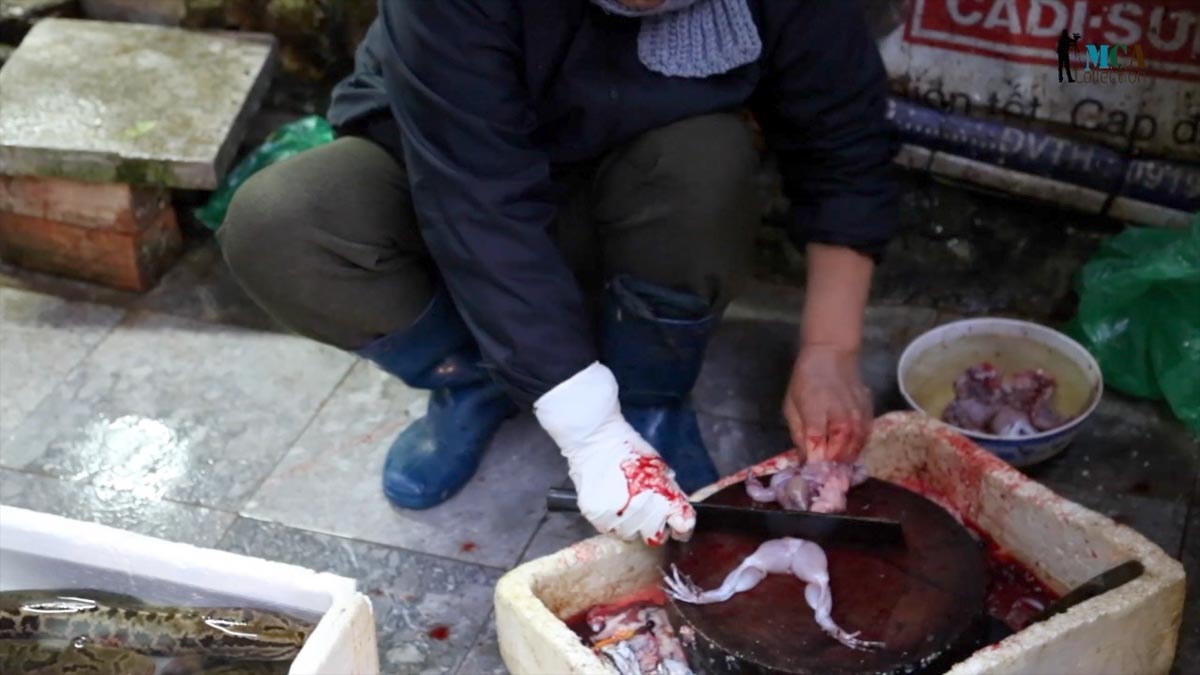 Vietnam, traditional work - Preparation of frog meat