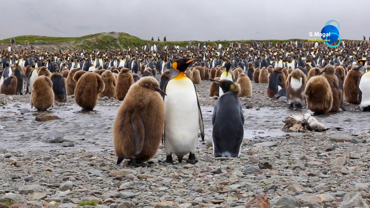 South Georgia Island, Fortuna Bay