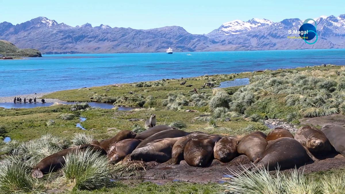 South Georgia Island, Grytviken