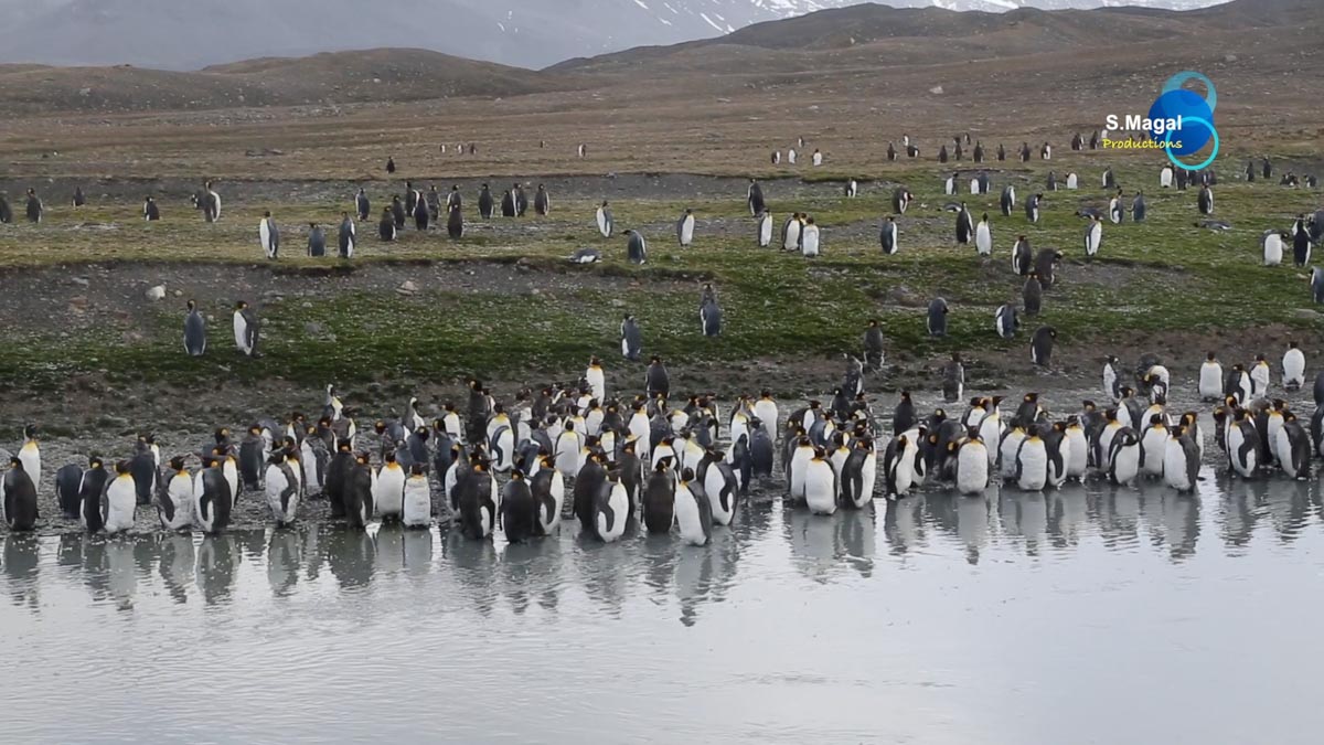 South Georgia Island, St. Andrews bay