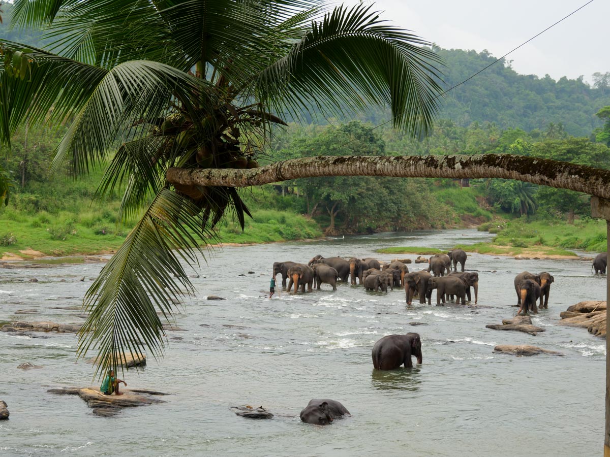 Sri Lanka, Pinnawala Elephant Orphanage
