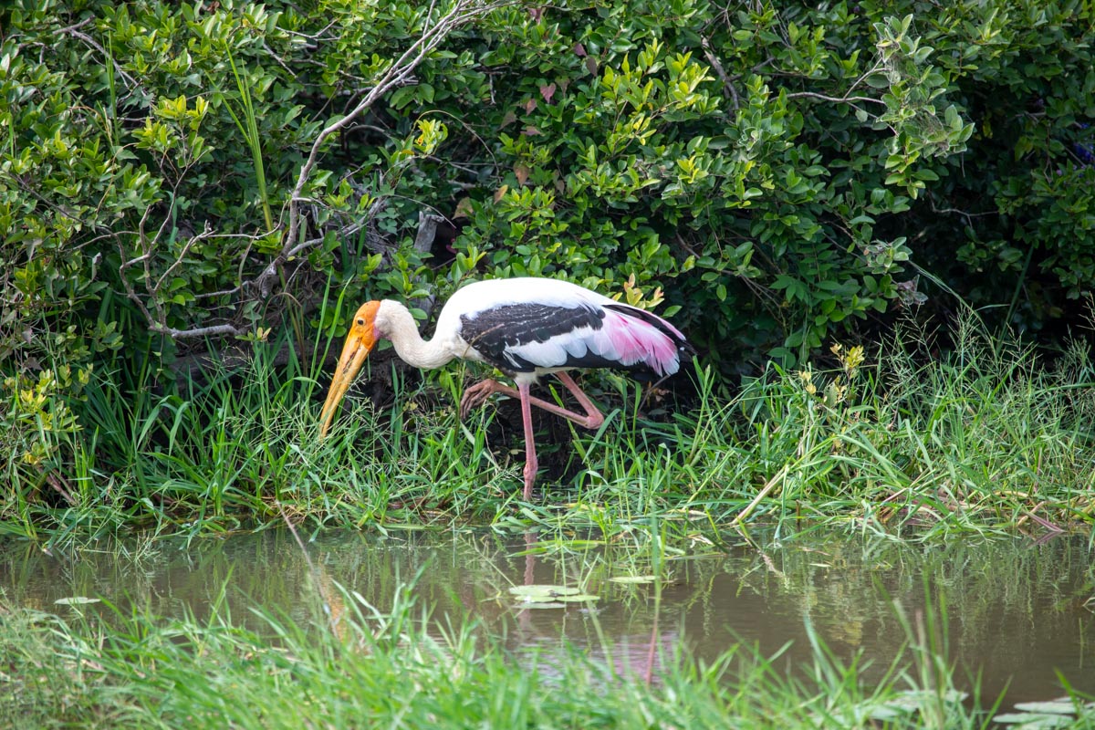 Sri Lanka, Yala national park
