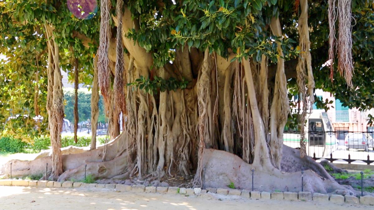 Italy, Sicily - Palermo, Garibaldi gardens