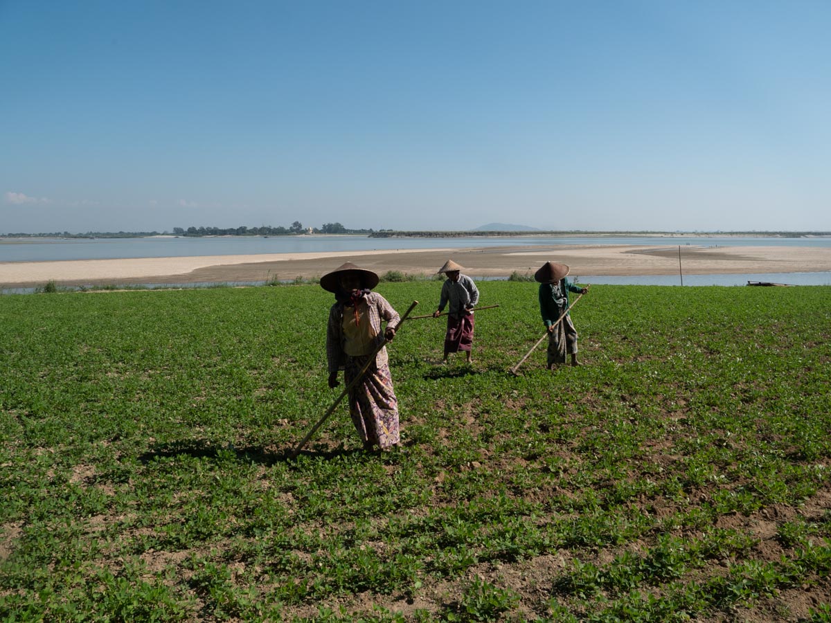 Myanmar, Mingun - traditional - Agriculture