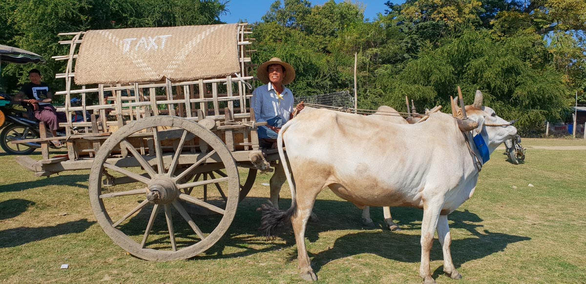 Myanmar, Mingun - traditional - Bull carts