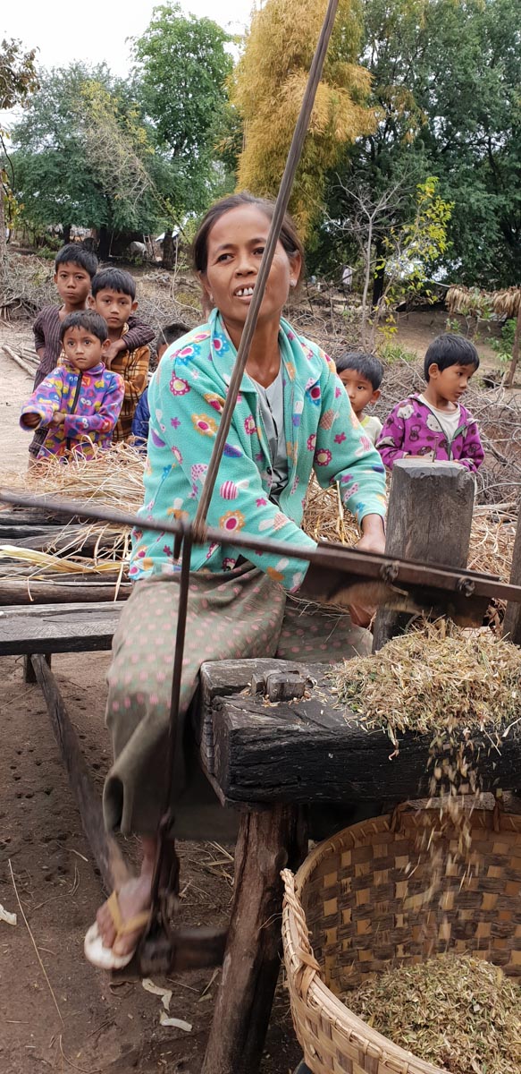 Myanmar, traditional  - Cutting hay for cattle