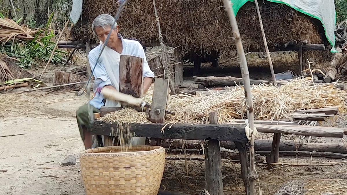 Myanmar, traditional  - Cutting hay for cattle2